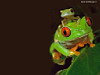 miniatura__BB_Red-eyed-TreeFrog copia